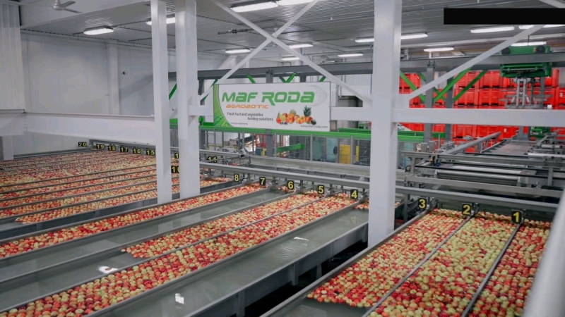 众信自动化：苹果称重分选流水线，柔性圆盘技术助力高效精准分选